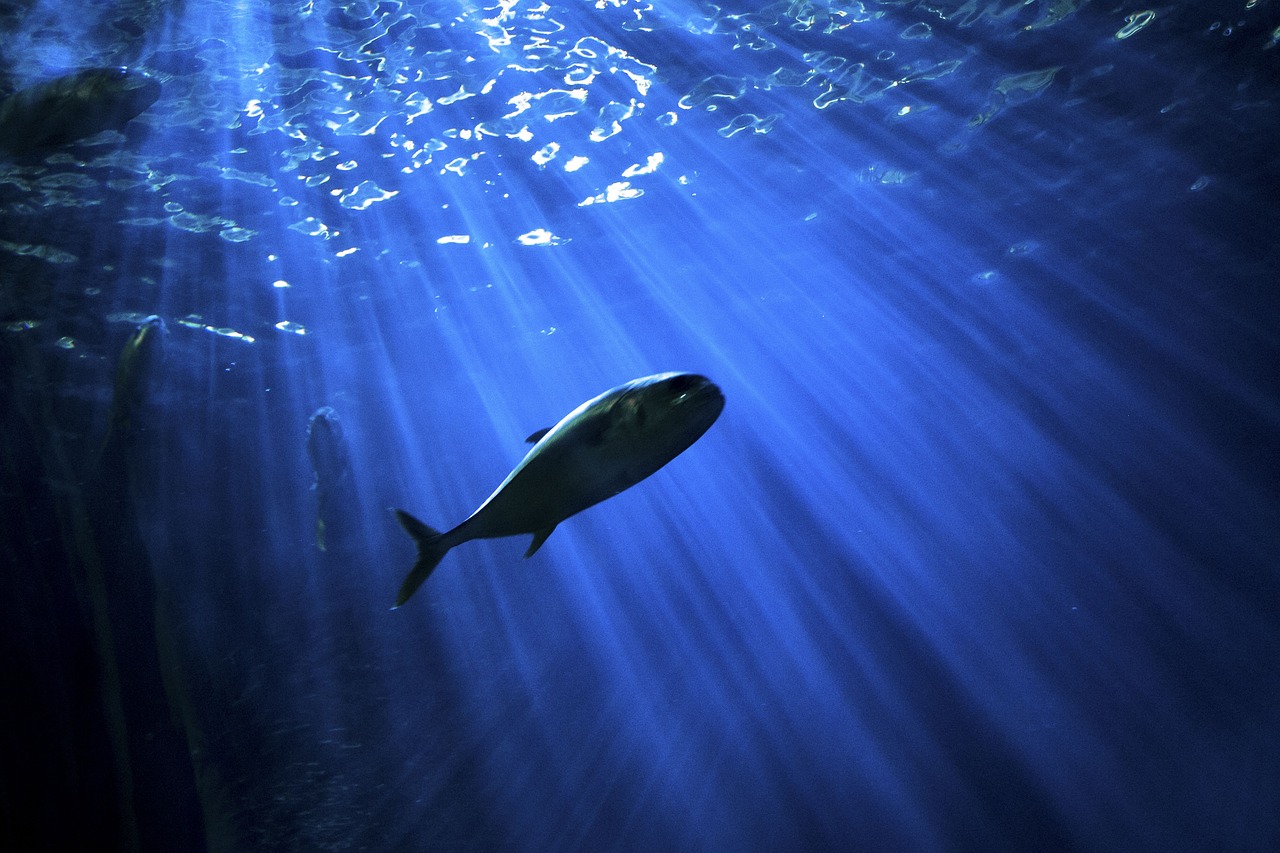 The Role of the ROVs in Underwater Recovery Operations
